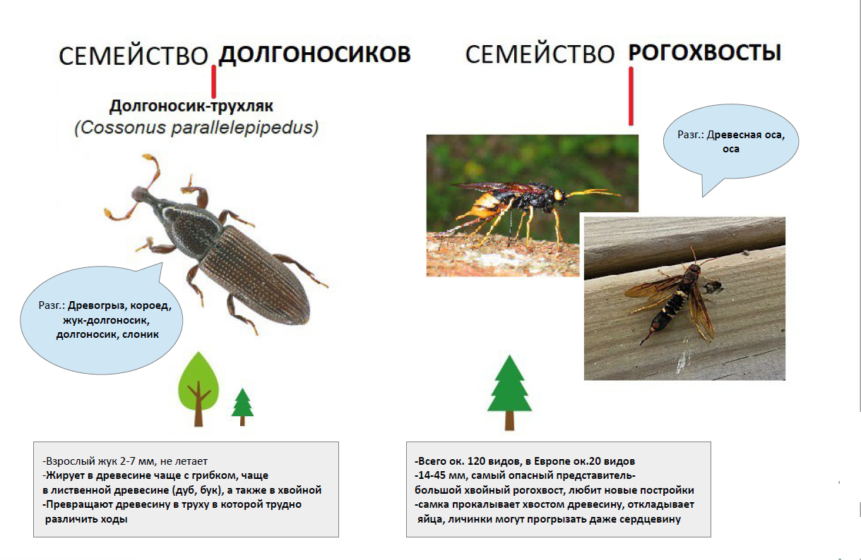 Маленькие жучки в шкафу